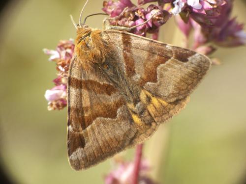 Réf. 276 313 : Euclidia glyphica